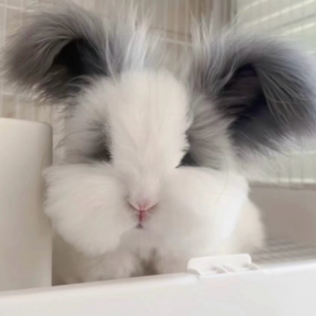 朵朵家英系安哥拉兔兔宠物网红长毛兔直播专属链接包邮包活