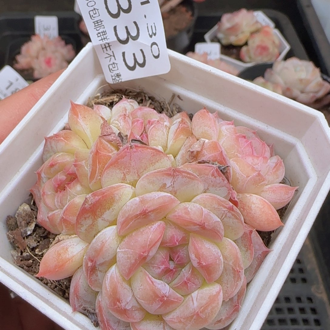 明月心群一颗脱土发货