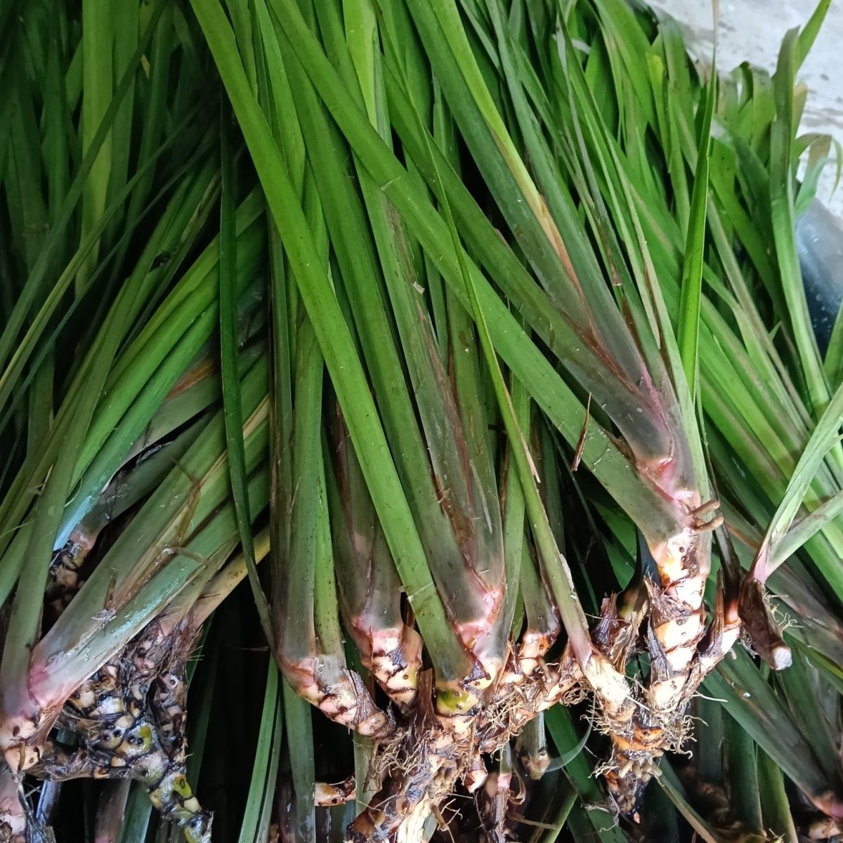 贵州山奈香料新鲜五香草盆栽主播香茅草蒜苗韭菜根青菜植物正宗