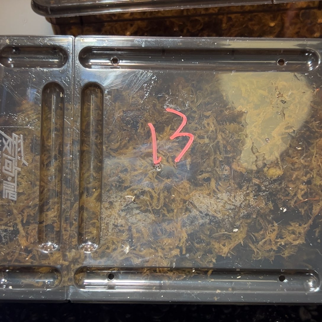 圣诞福袋13号，口径均2.8到4口介意勿拍