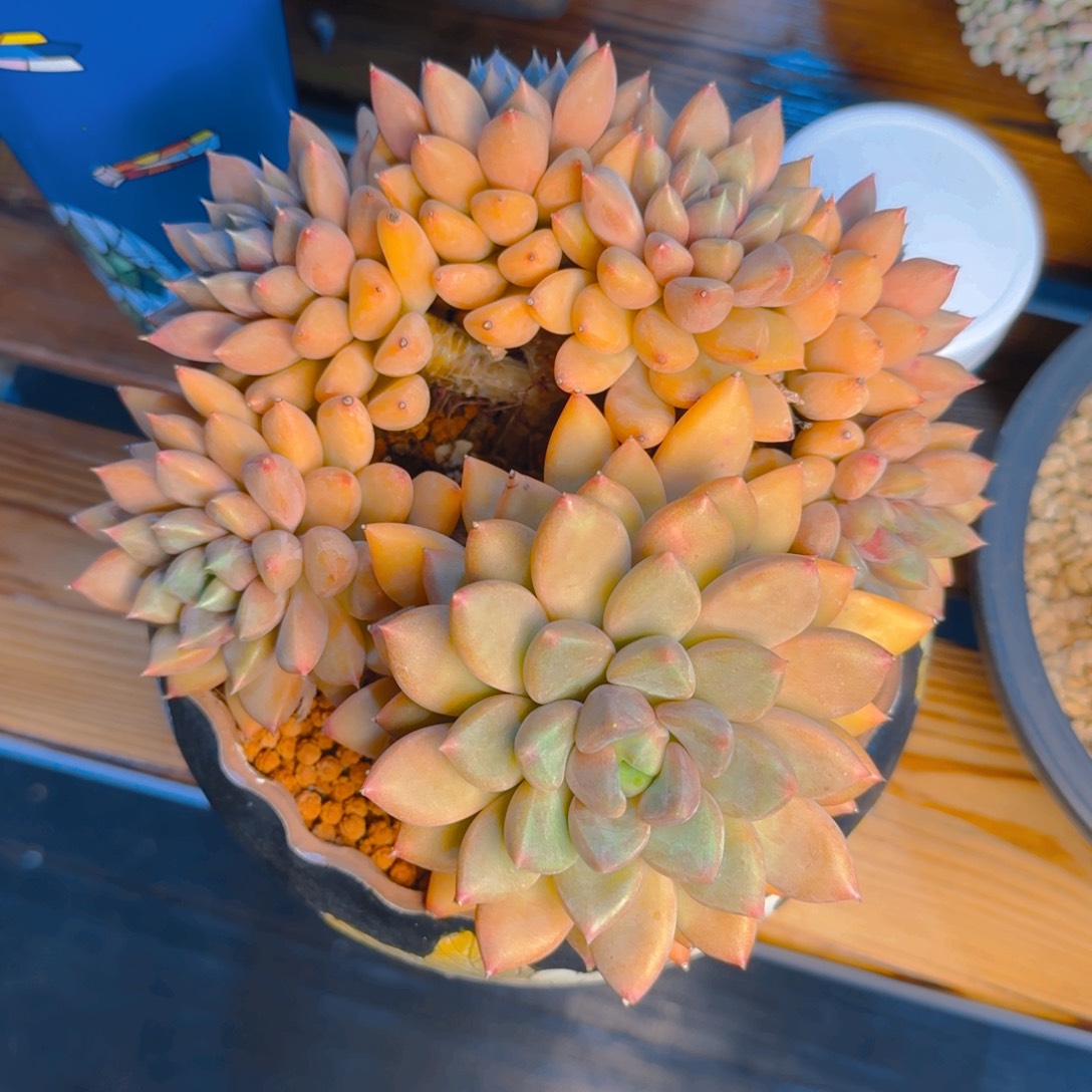 冰***风冰风寄养多肉1111111111