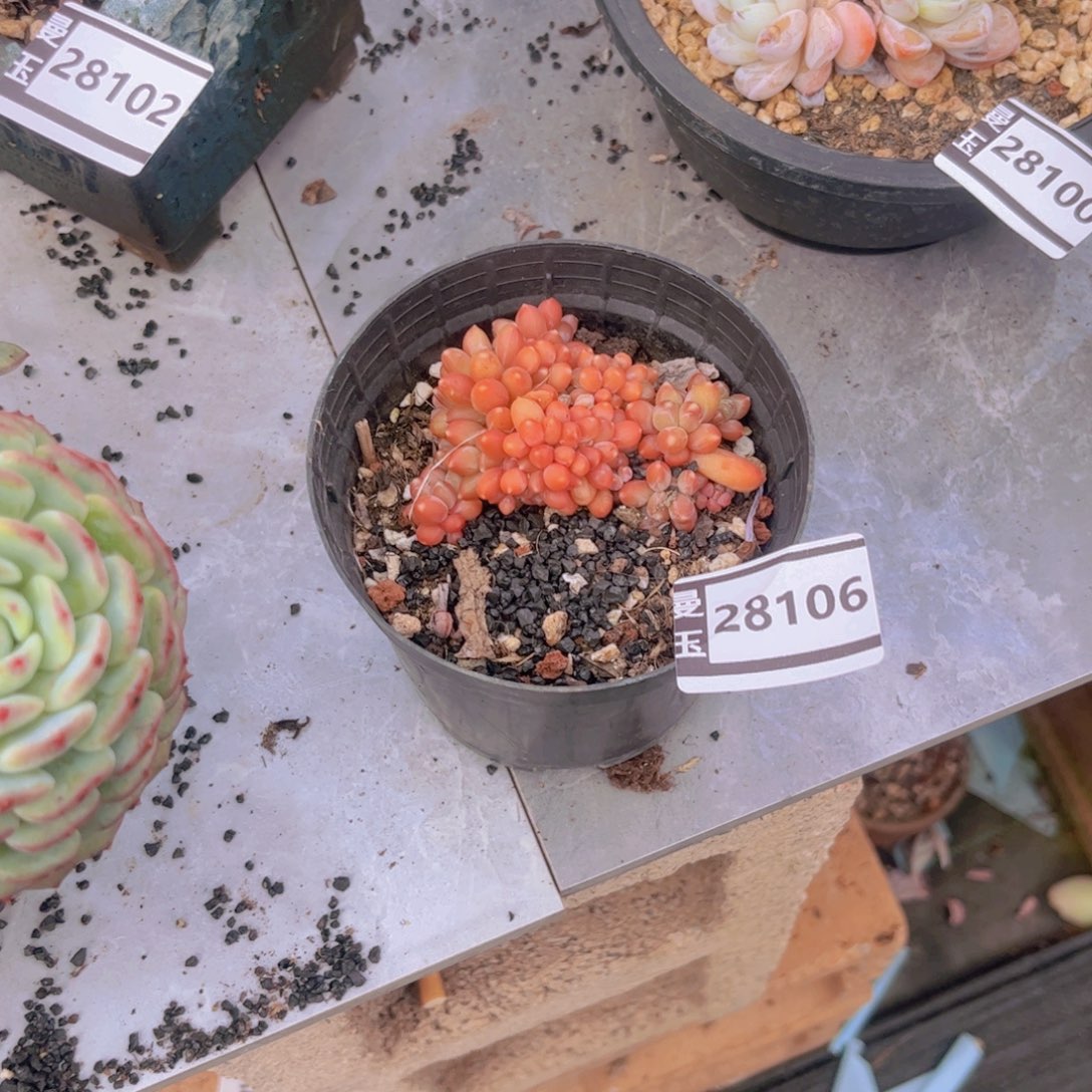 千代田缀多肉植物28106