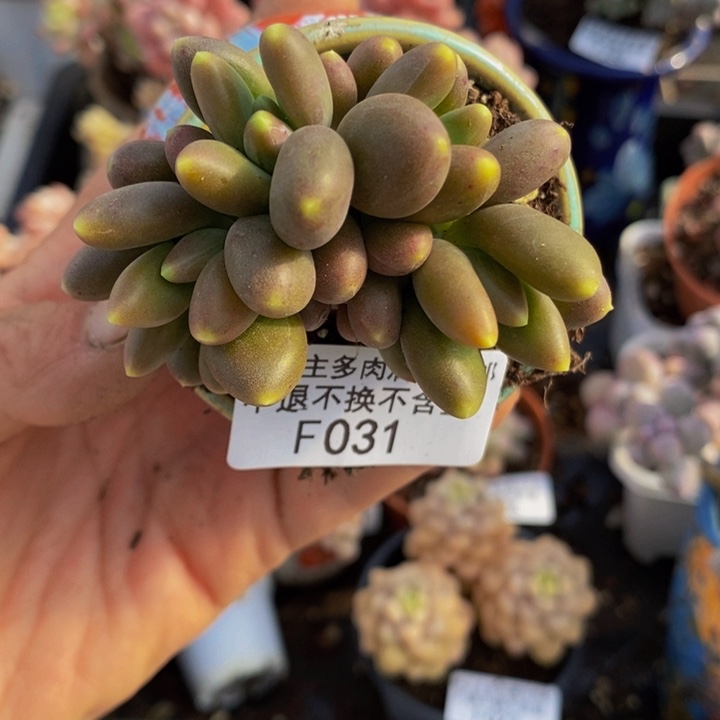 芒果奶金蝉朵朵缀6cm031多肉植物