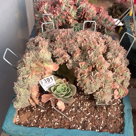 星娜塔缀化391 退款拉黑7-8天发货