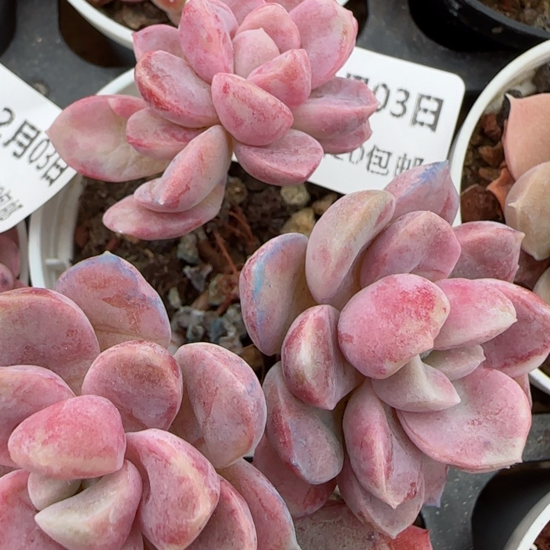 花语逸镜0203-319