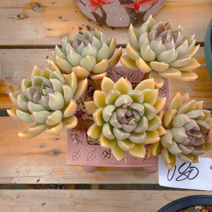 谢谢你的支持0000080