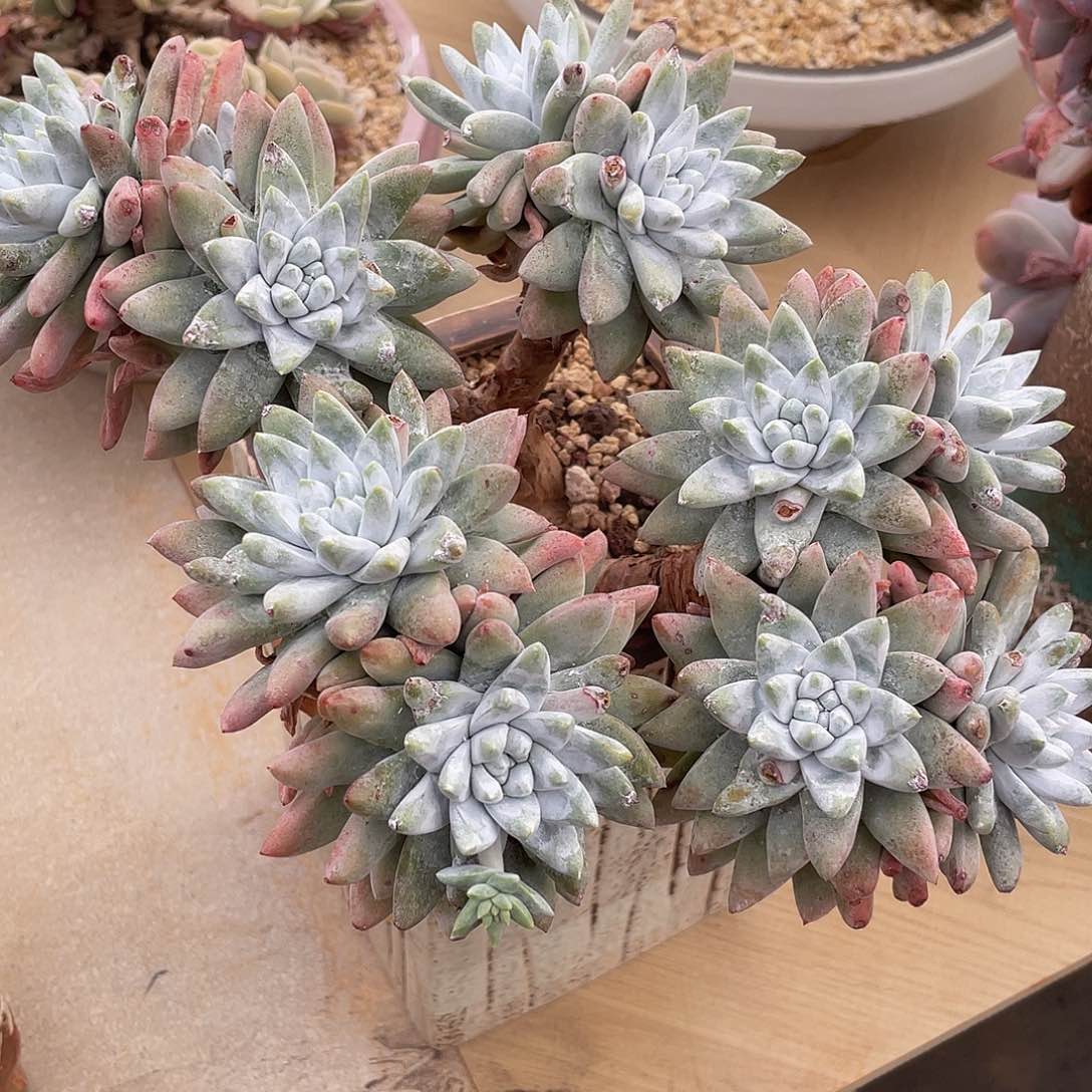 白姆多肉多肉多肉