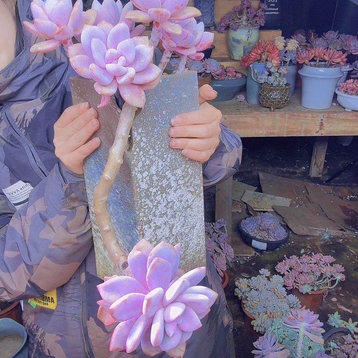 没***人老桩精品带盆发物流