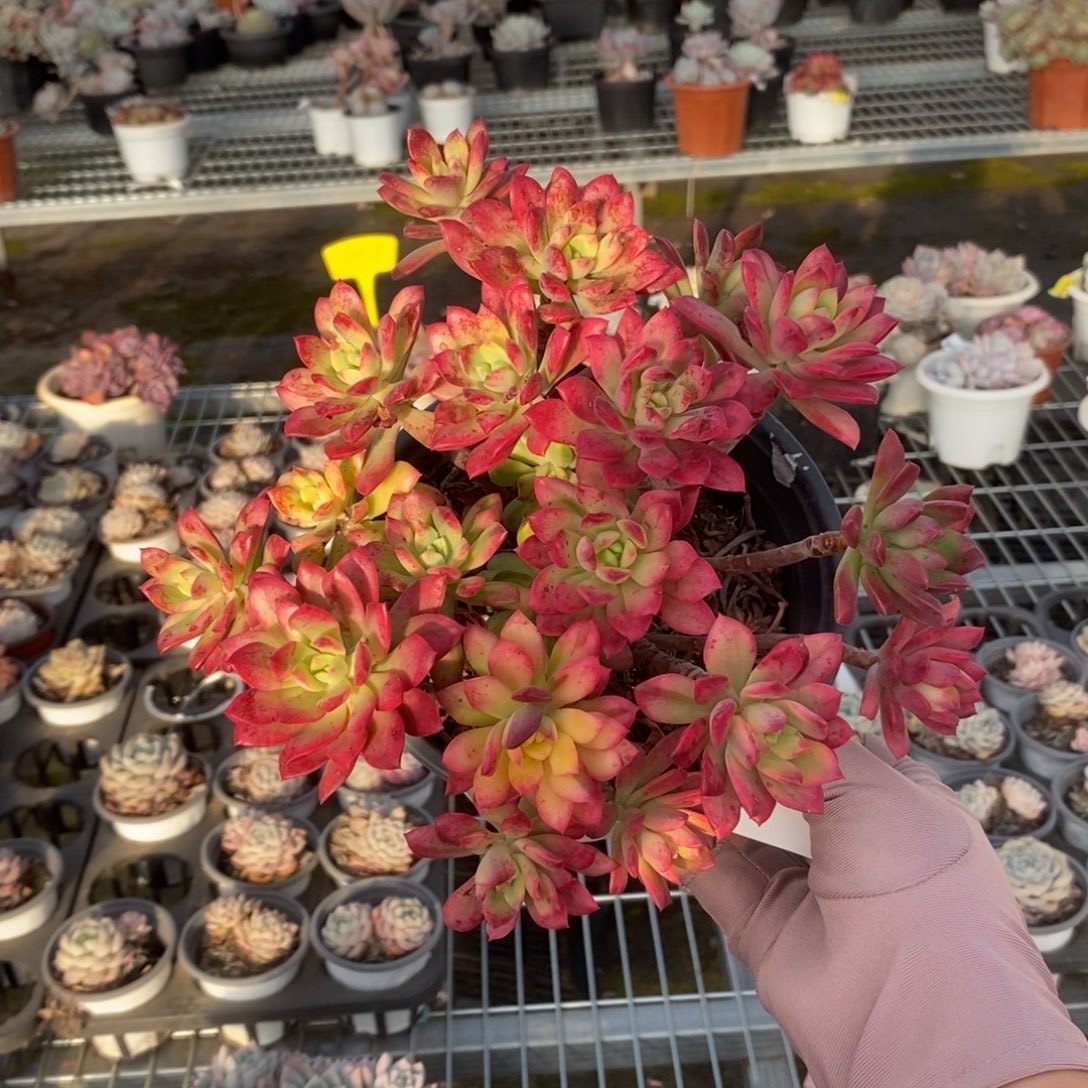 5818小叮当锦一物一拍