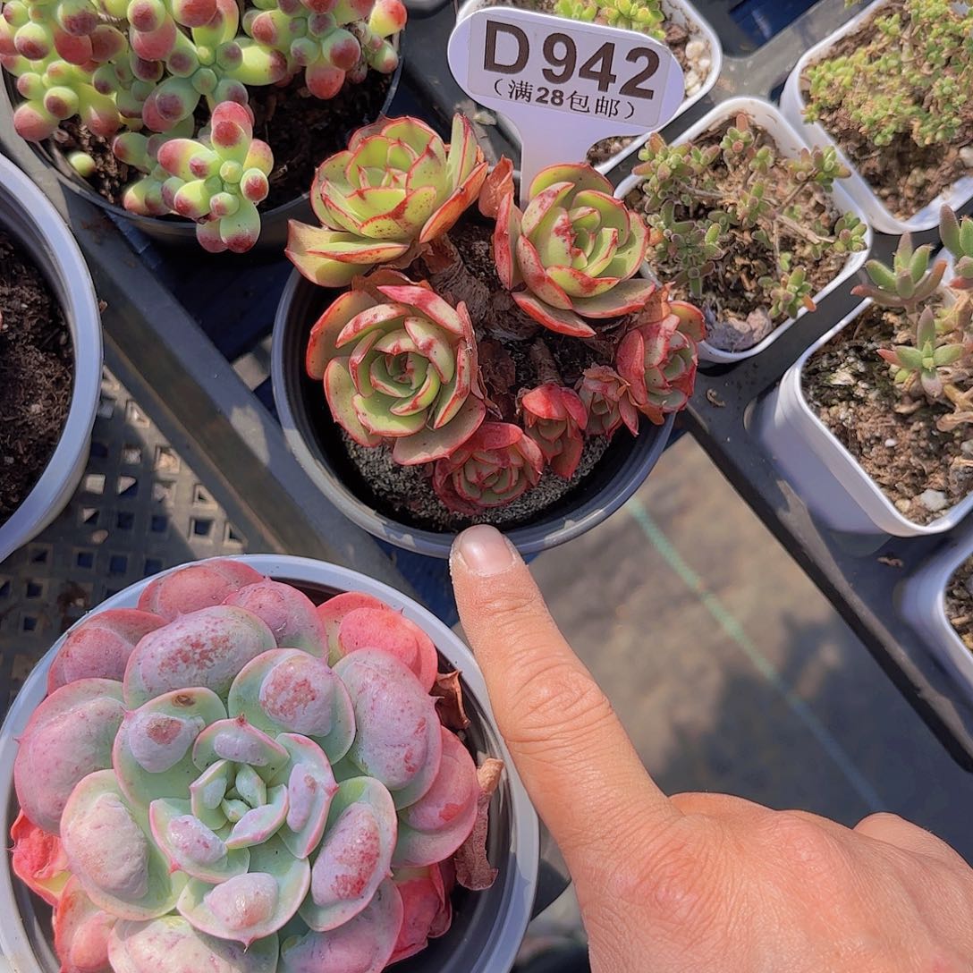 D942央金一物一拍