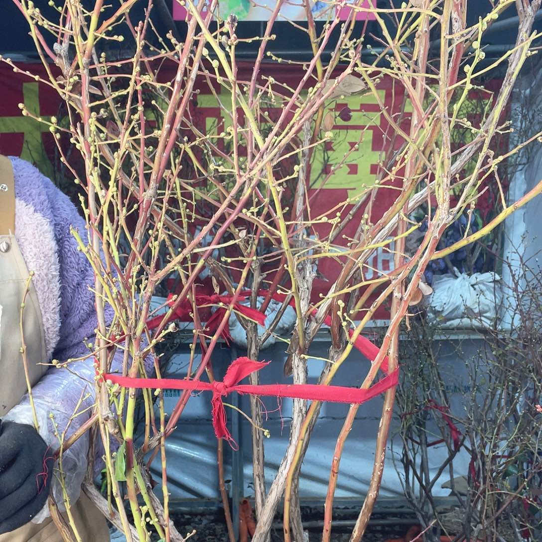 完全开放大果纯甜无酸蓝莓