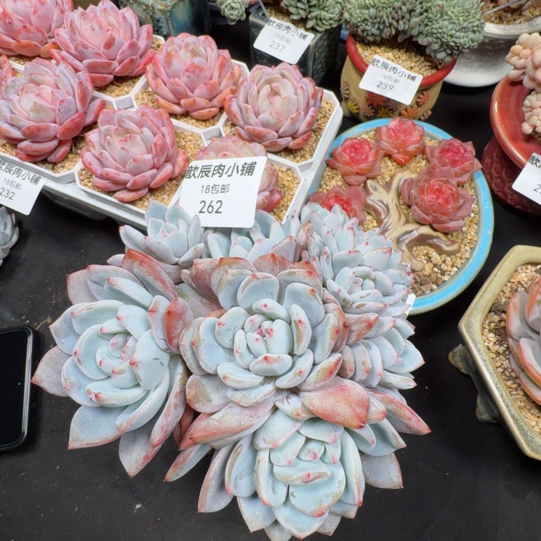 多肉植物 262  星影