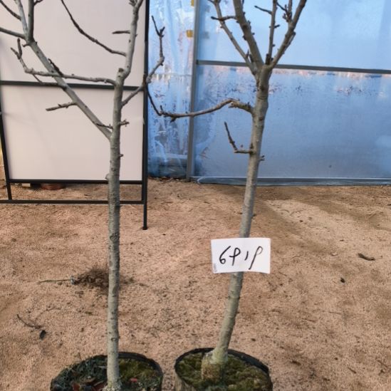 无花朵小高杆精品苹果盆栽