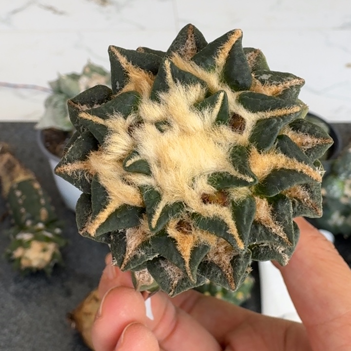 【闪购商品】无花朵漫***路大尤给牡丹172