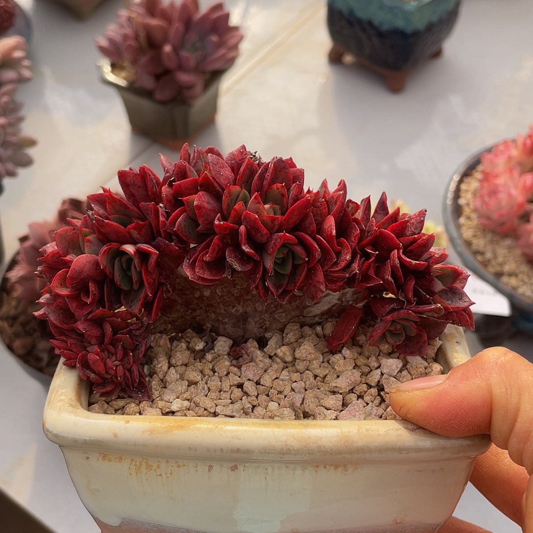 斗牛士多肉多肉多肉