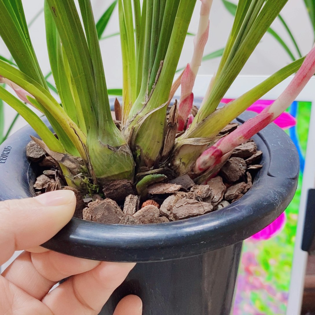 昭***哥大部分花苞少量开放