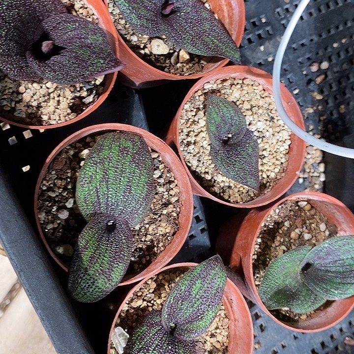 紫镜一颗。 买二送一。   