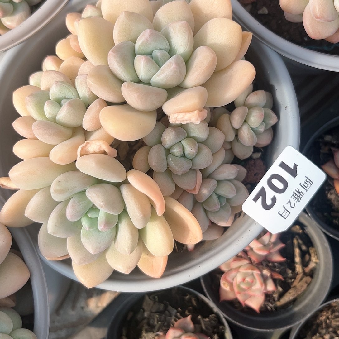 阿雅园艺。    102