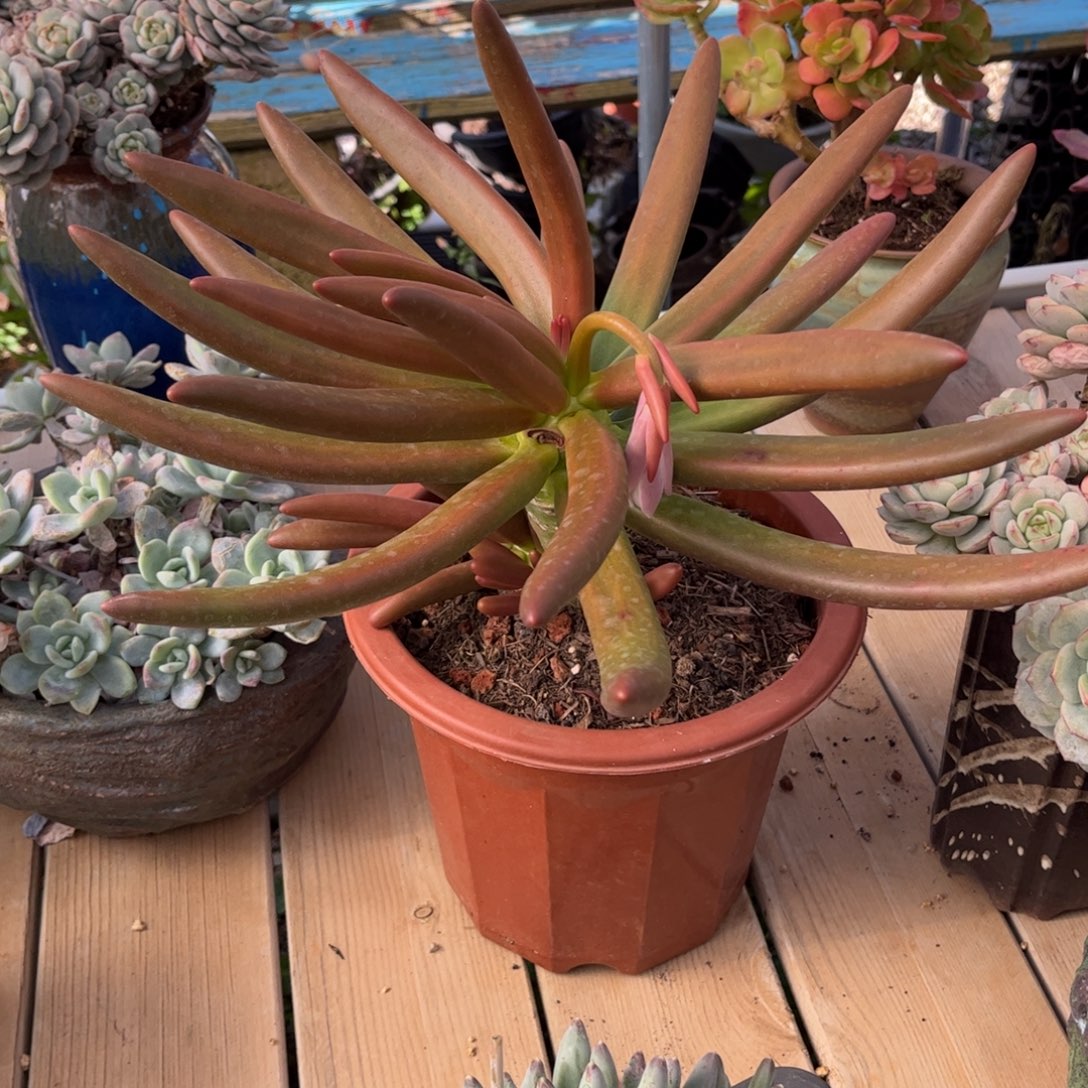 好姑娘多肉园艺，椰子树