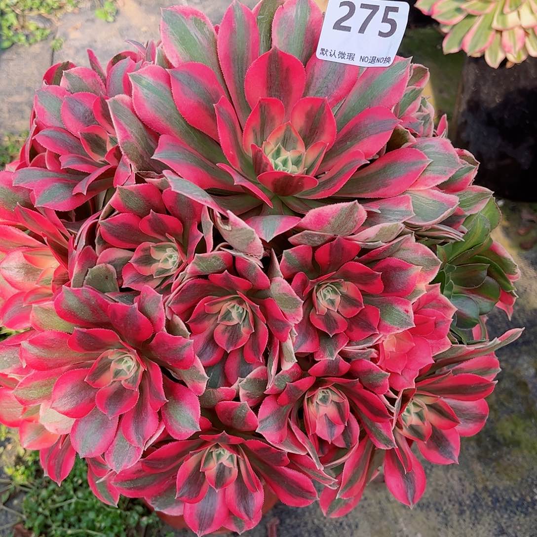 无花朵金****］多肉植物女妖275