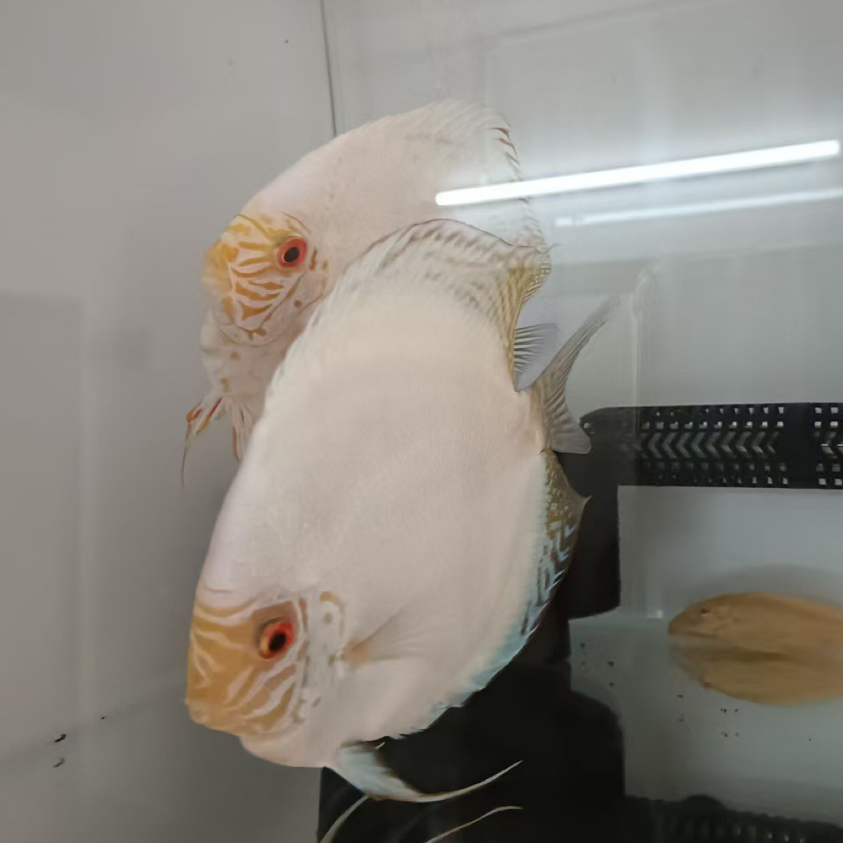 马来白蝴蝶子4-7cm特价