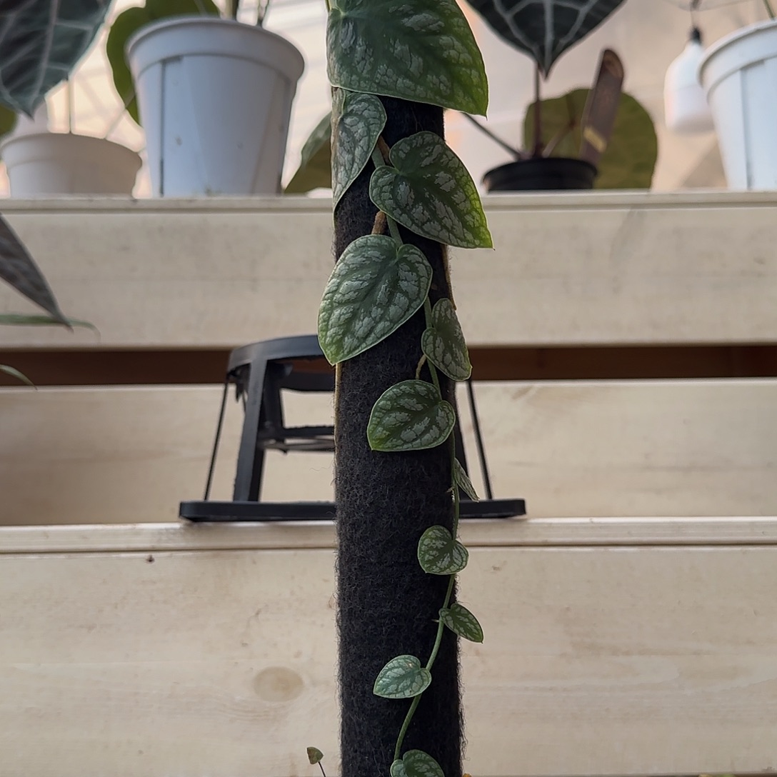 无花朵杜比亚龟背竹