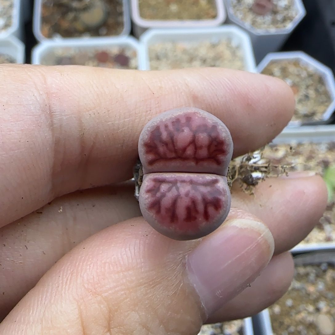 30透窗粗纹紫菊清框福利满30包邮发货