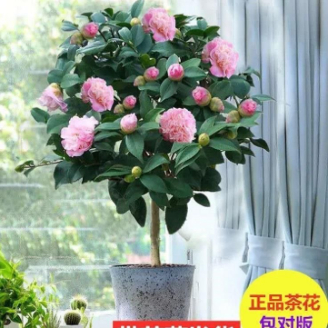 带花苞香妃茶花山茶花盆栽浓香型花卉室内外四季好养植物