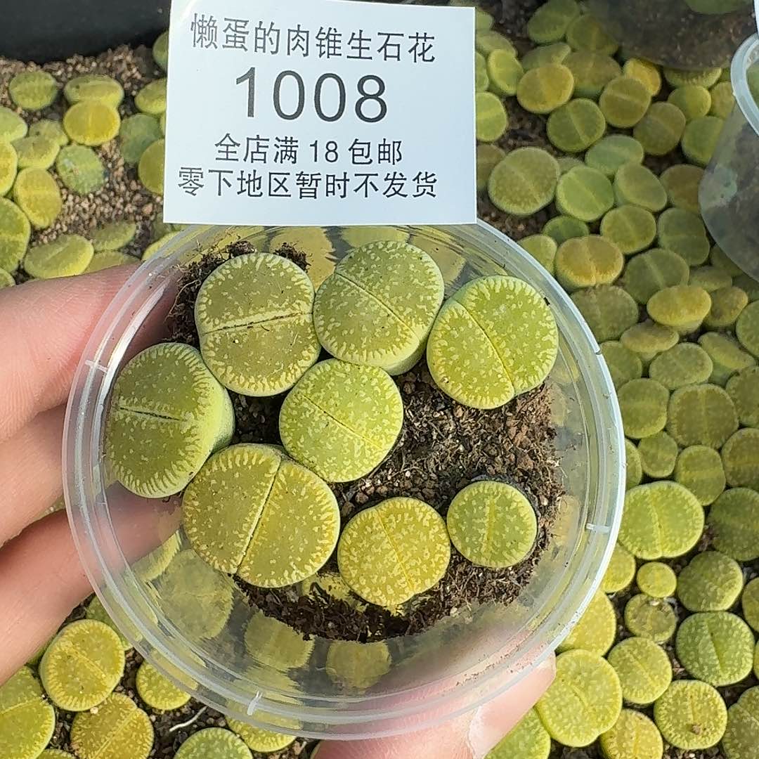 1008。哈哈哈哈哈哈哈哈哈