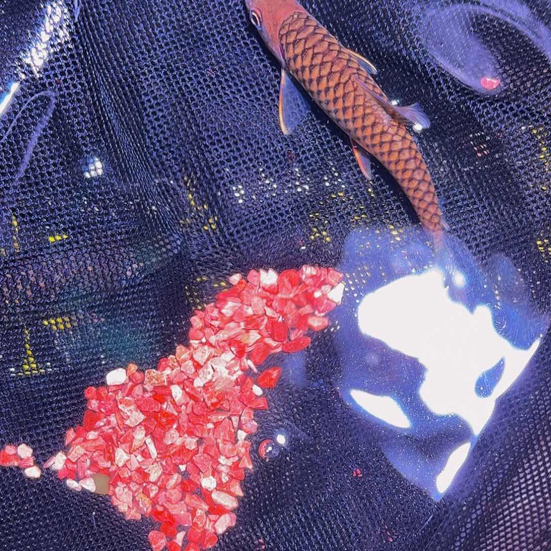 吉罗鱼马来西亚巴拉