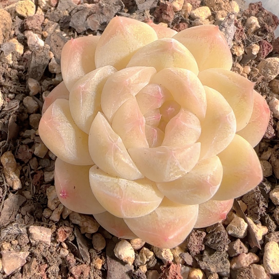 多肉1231-100白桃汽水