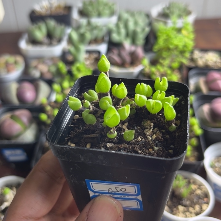 050 枝干兔子 短耳兔子