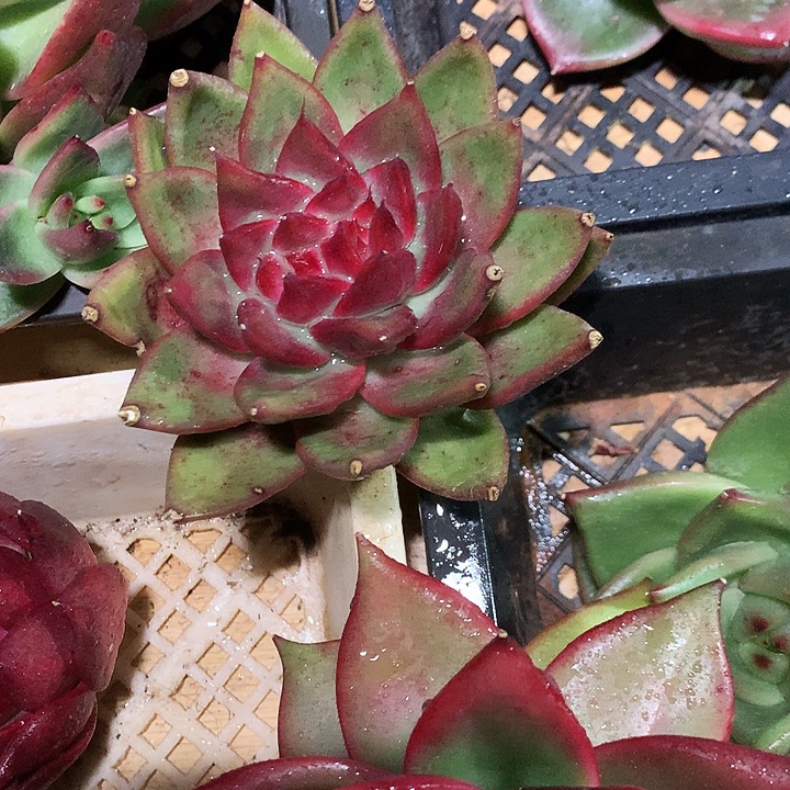 美肉特价活动开始啦