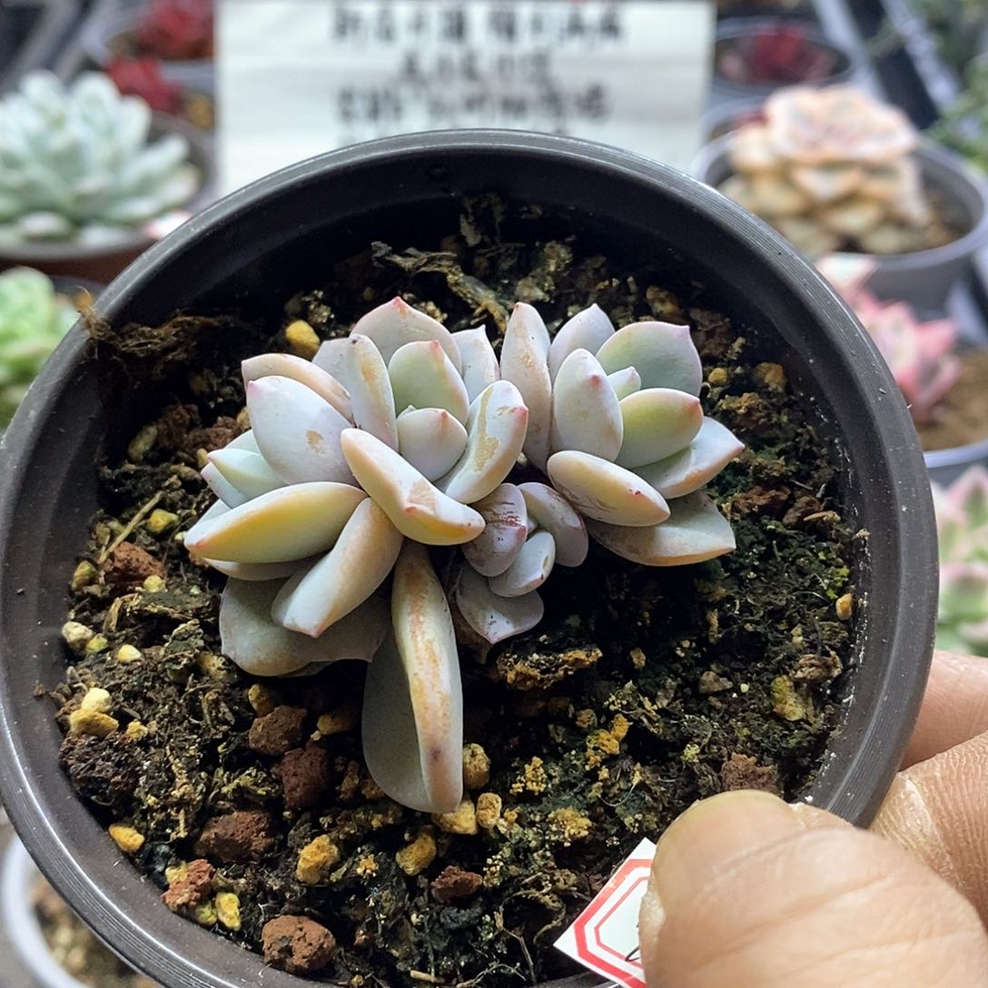 A930精美多肉正版奶茶4头