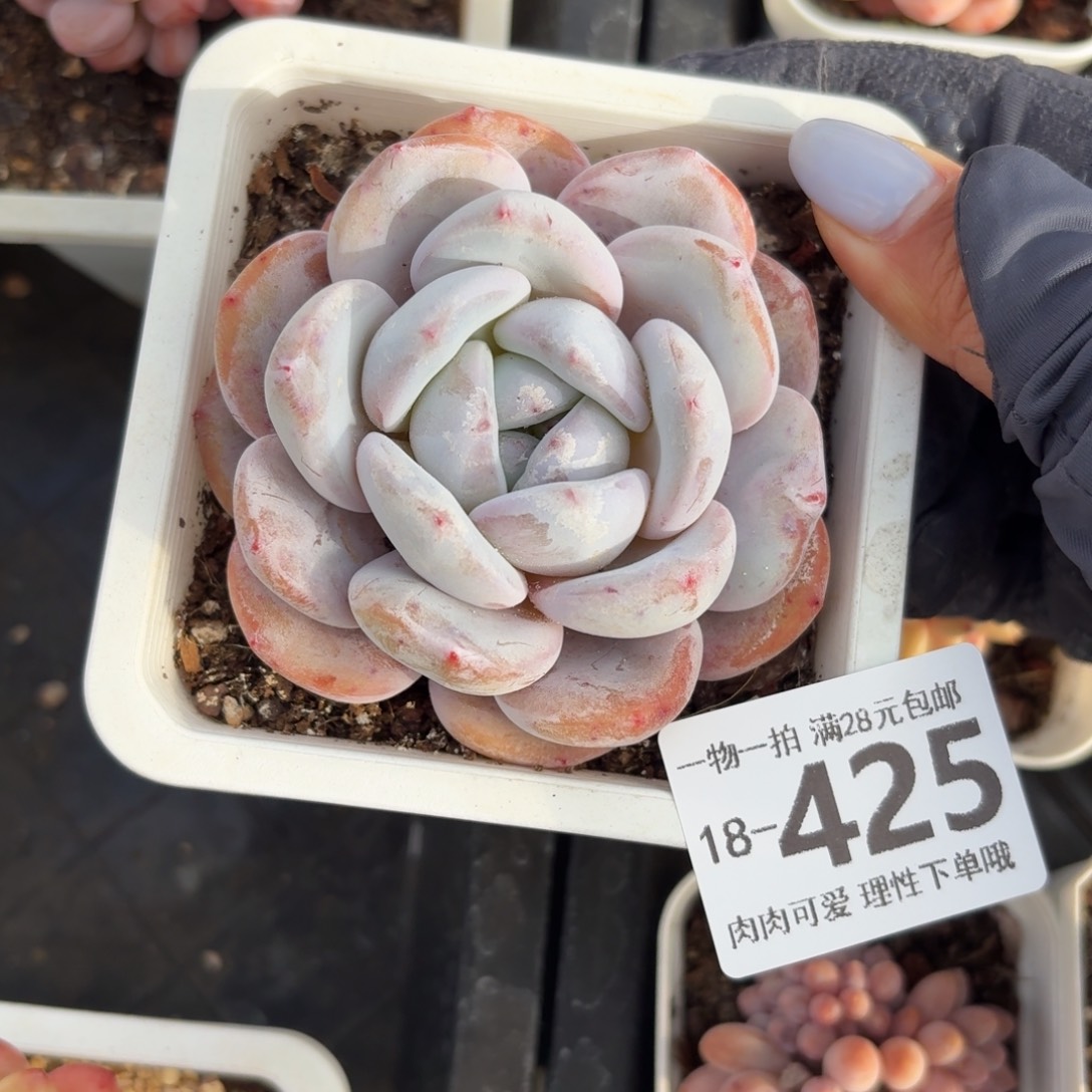 石榴籽无盆土发货无