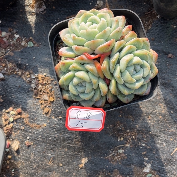 念***安冰玉多肉十方盆3头---