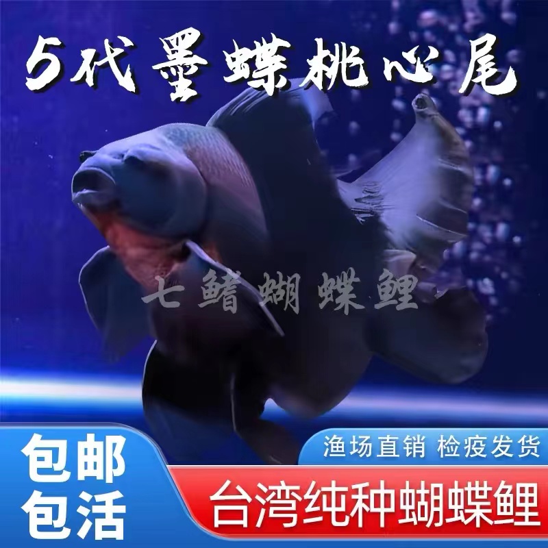 纯种蝴蝶鲤鱼5代墨蝶观赏鱼 养鱼饲养活体发货