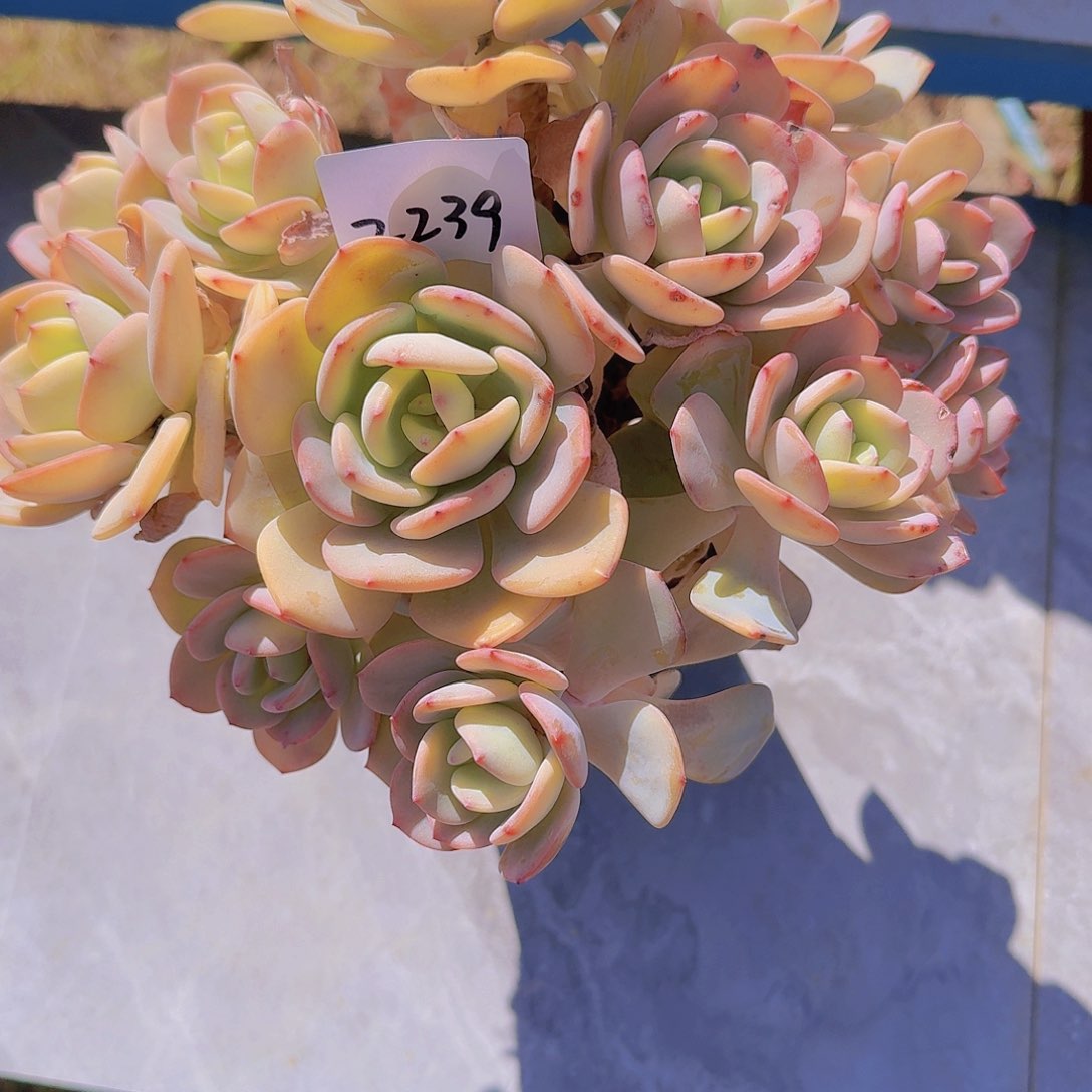 鸭*?2239白月光多肉植物