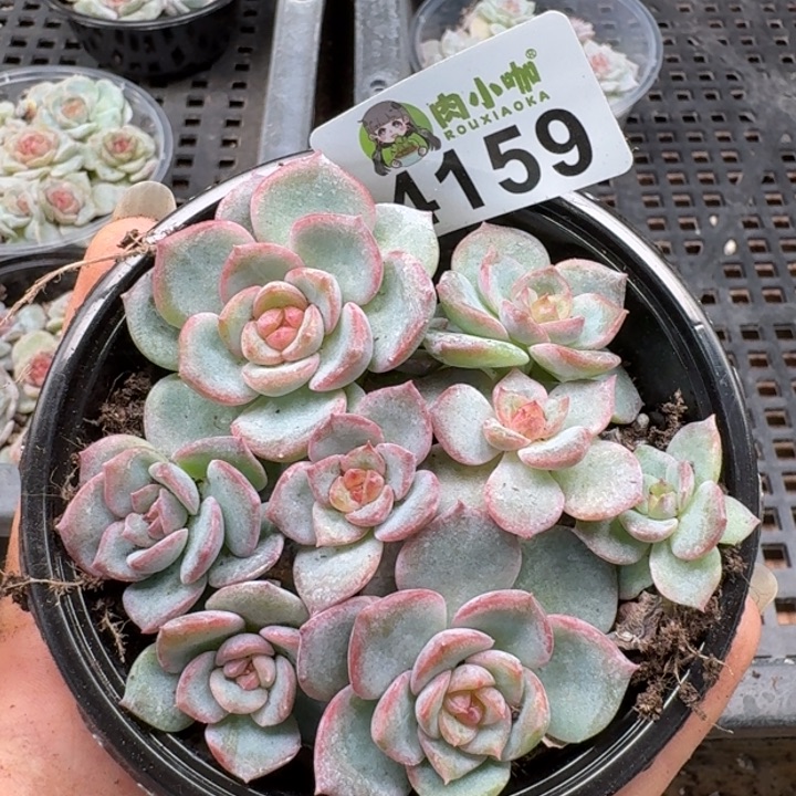 多肉植物多肉植物