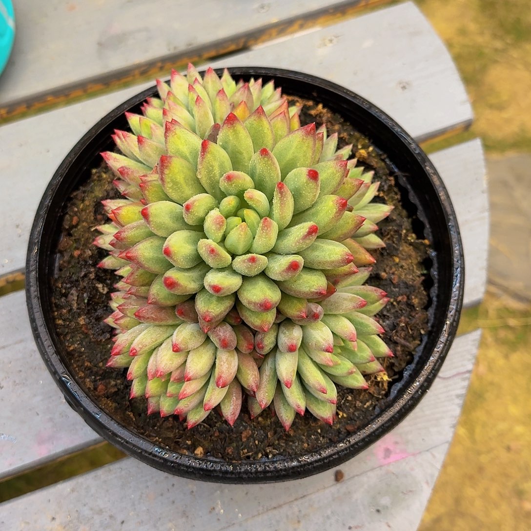 白体虞美人一颗非一代虞