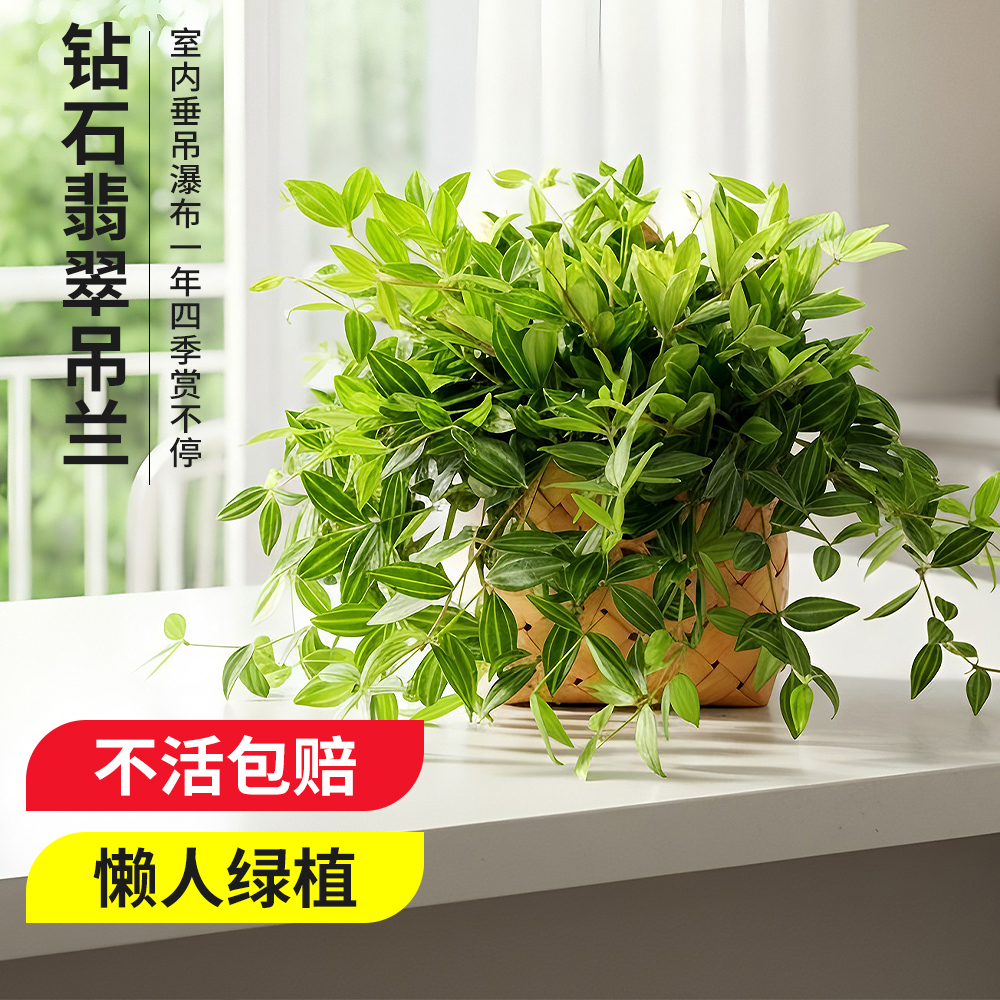 钻石翡翠吊兰盆栽长藤绿植净化空气吸甲醛四季常青好绿植盆栽室内