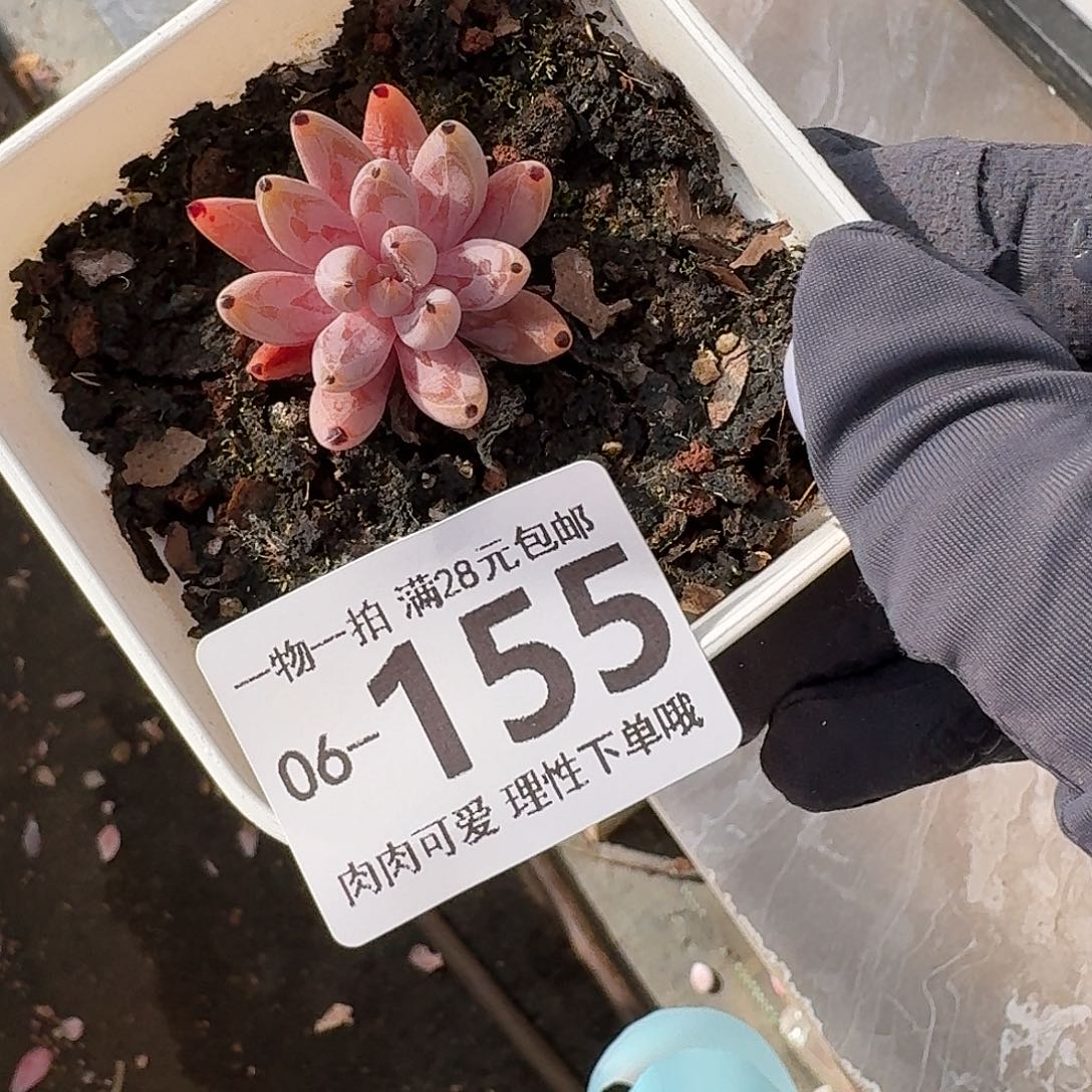 魔爪无盆土发货无盆