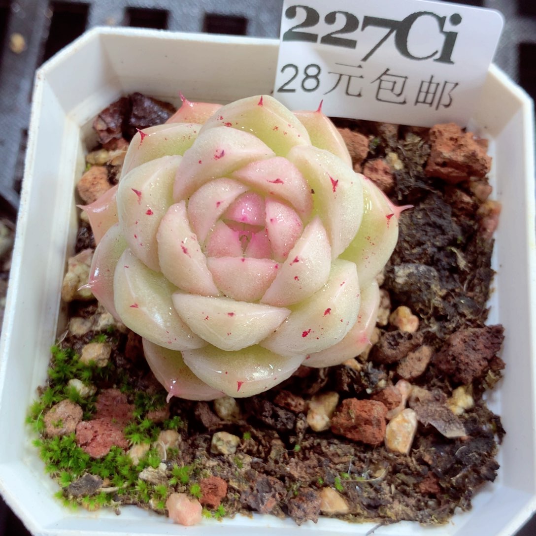 5厘米盆精控多肉227