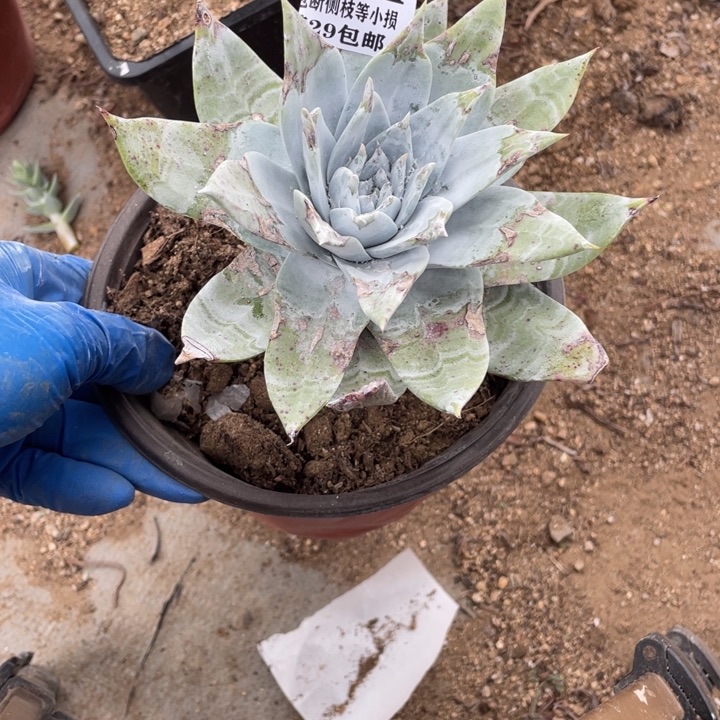 864号布瑞东尼多肉