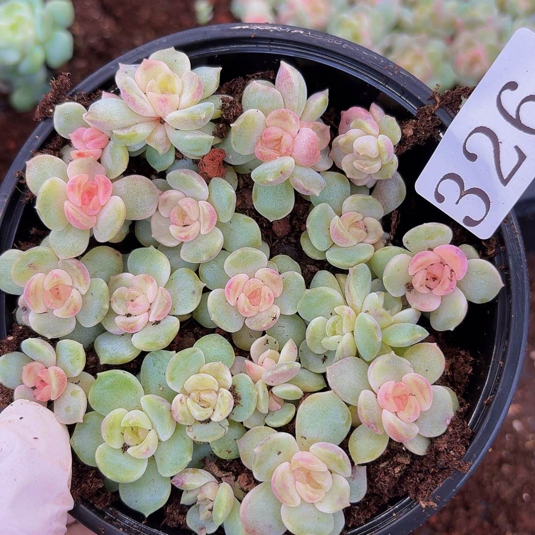 多肉植物多肉植物326