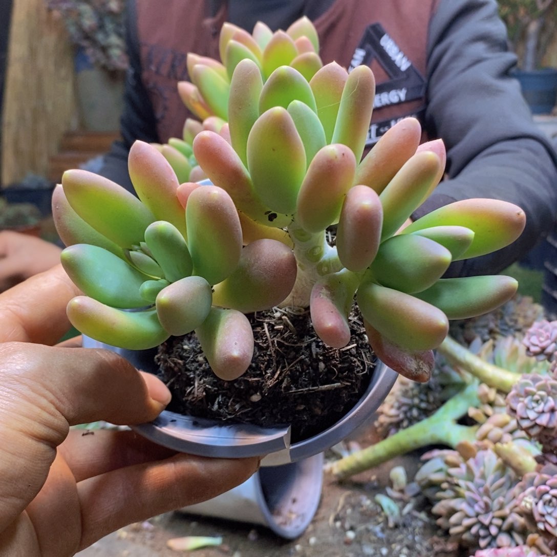 K*A120号金蝉多肉