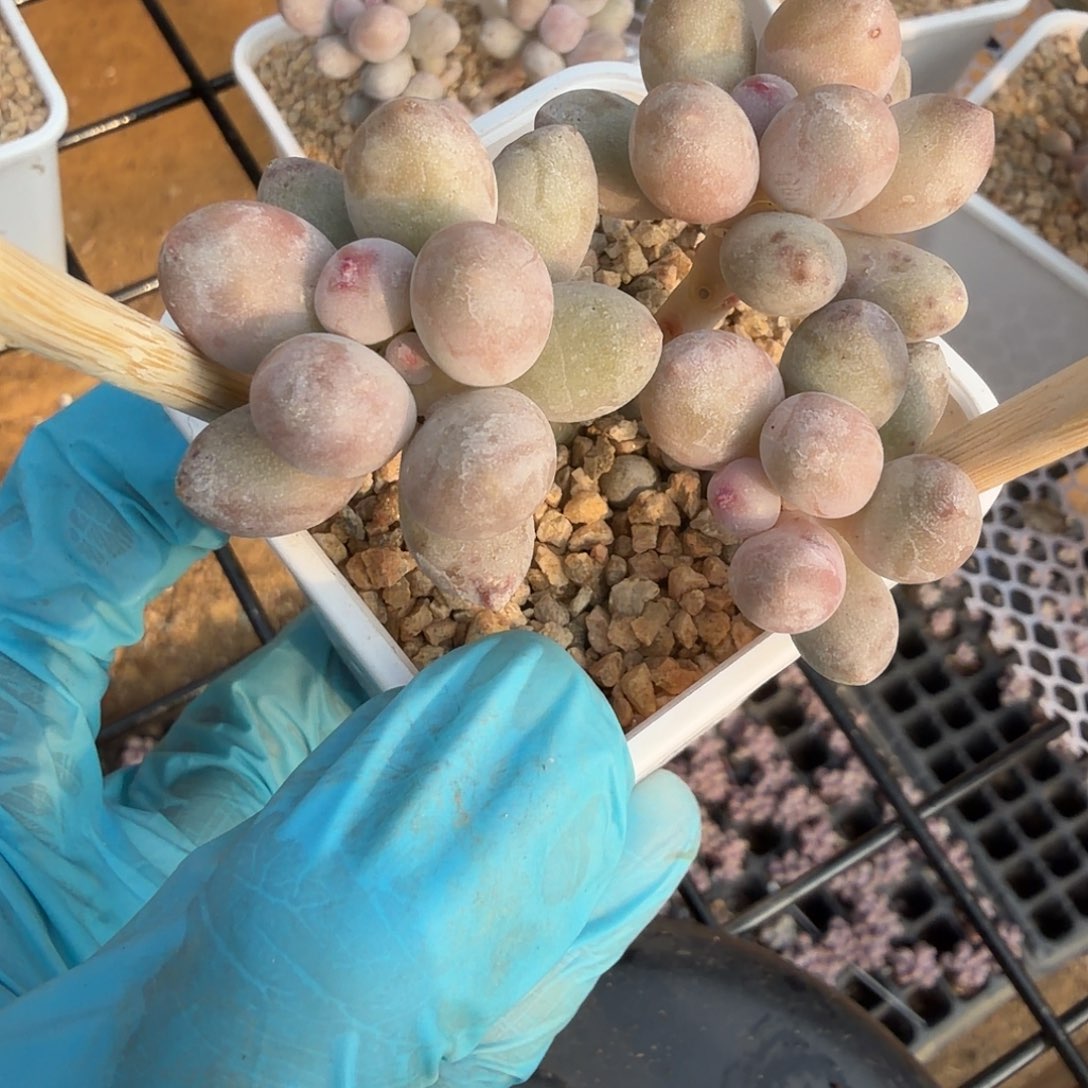 蔡小姐多肉一物一拍