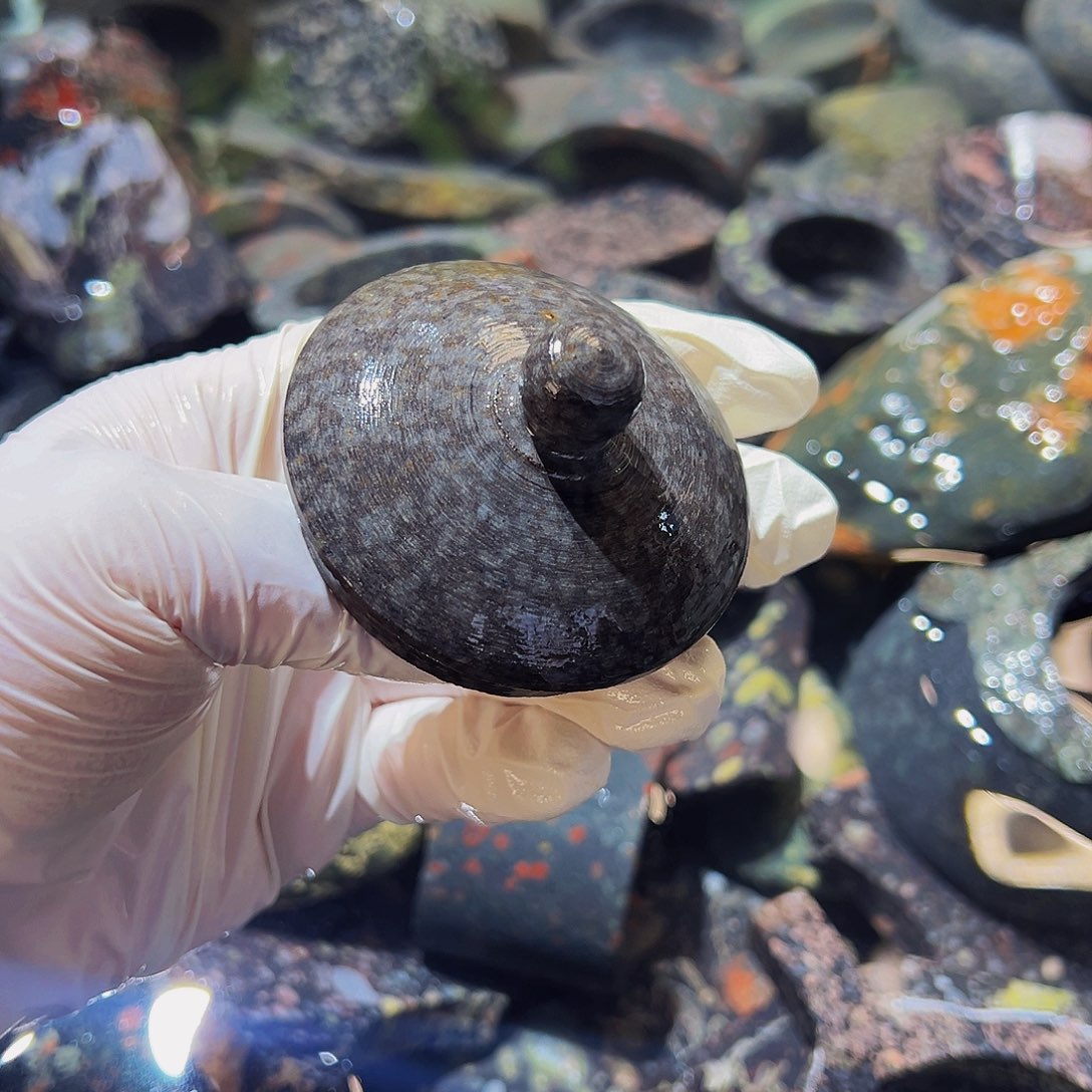 梅花玉鱼缸石茶周边微瑕不退不换