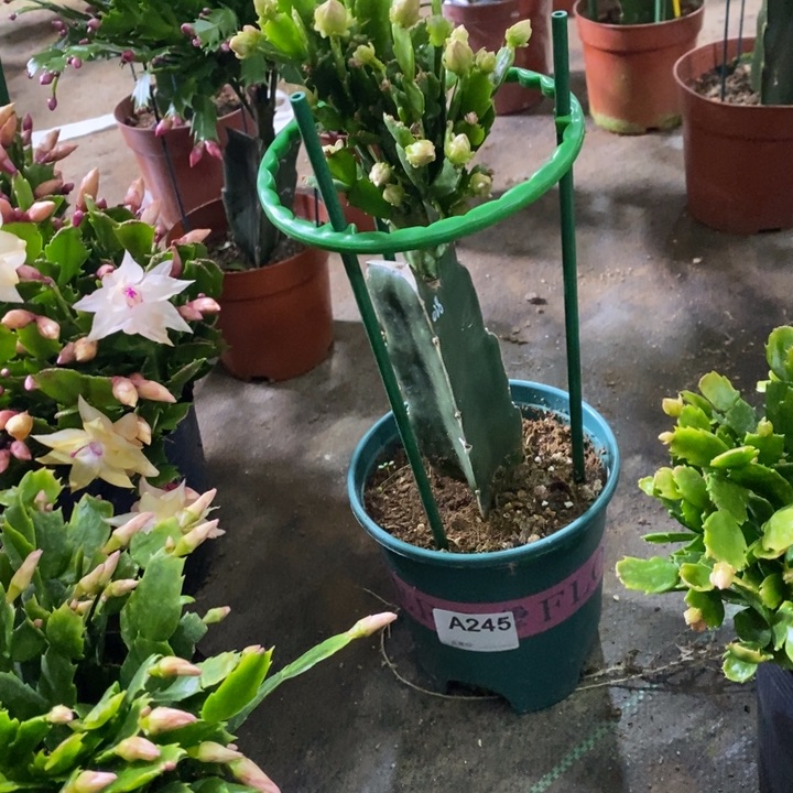 大部分花苞少量开放245嫁接028