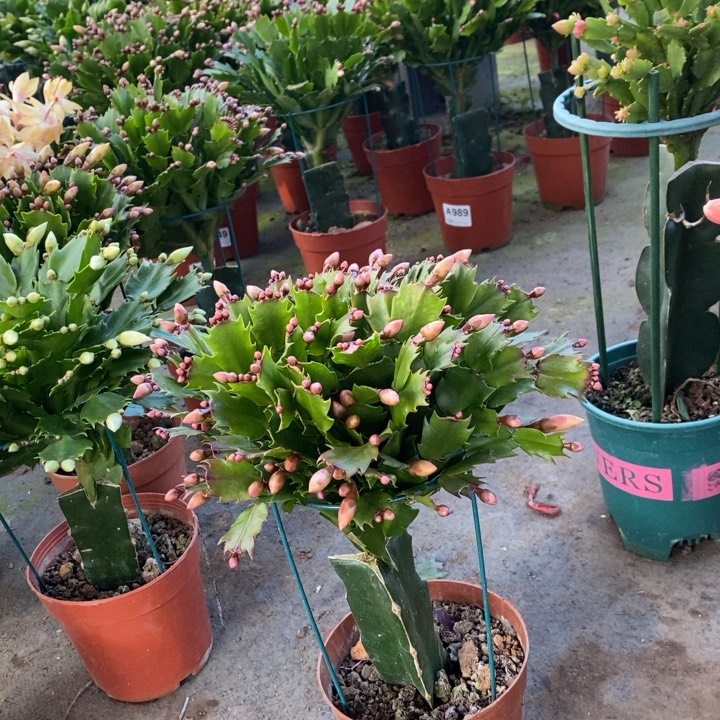 当前无花栽培后可以开花温***爱111嫁接黄索